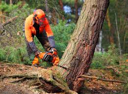  Inverness, CA Tree Removal Pros