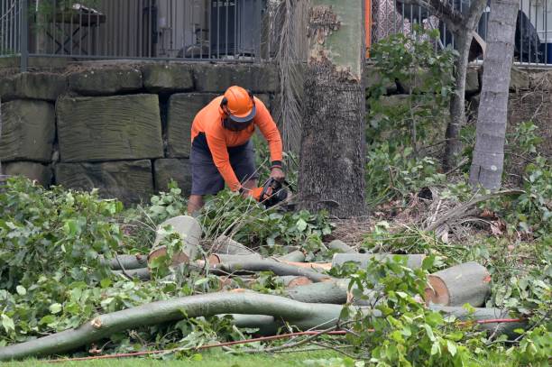 How Our Tree Care Process Works  in  Inverness, CA